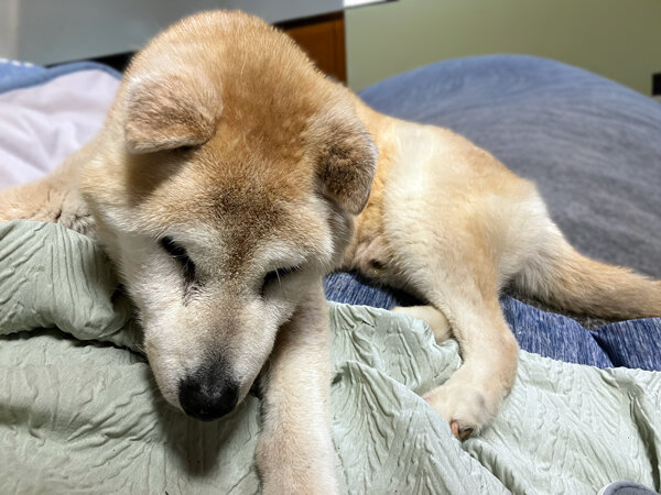 柴犬老犬ペットシッター