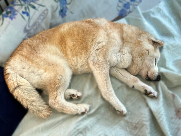 柴犬老犬ペットシッター