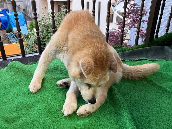 柴犬老犬ペットシッター