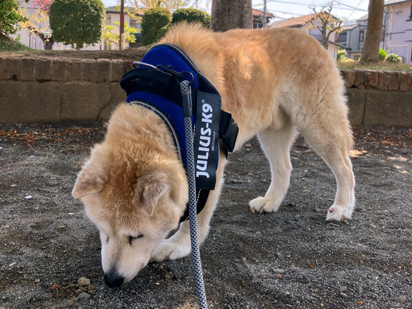 柴犬老犬ペットシッター