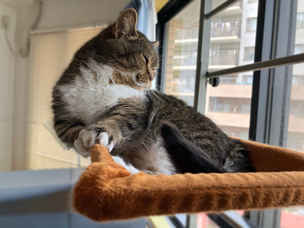 マンチカン猫ペットシッター