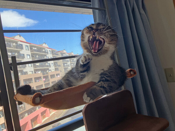 マンチカン猫ペットシッター