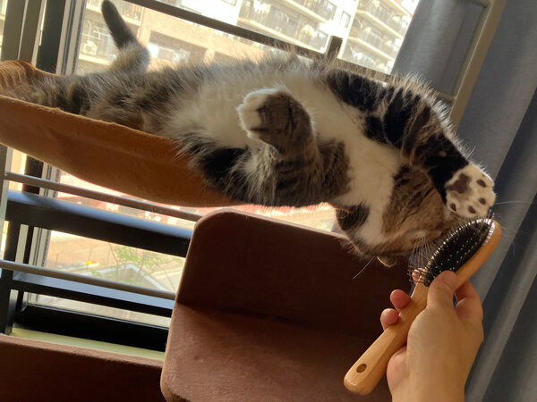 猫マンチカンペットシッター