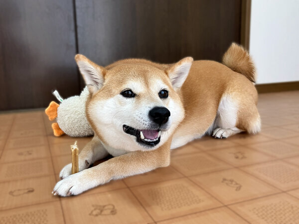 豆柴犬ペットホテル