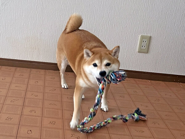 豆柴犬ペットホテル