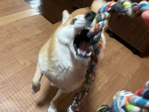 豆柴犬ペットホテル