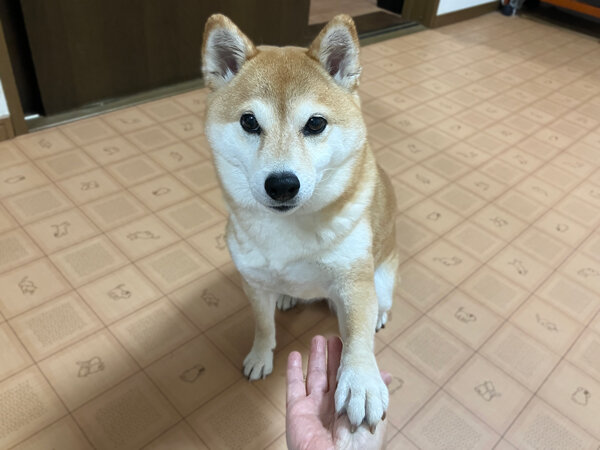 豆柴犬ペットホテル