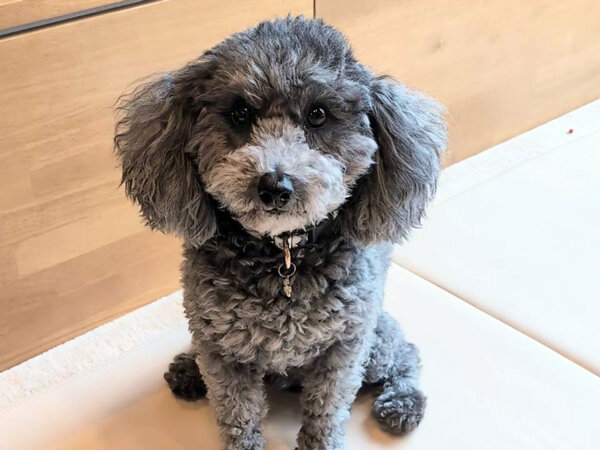小型犬トイプードルペットシッター