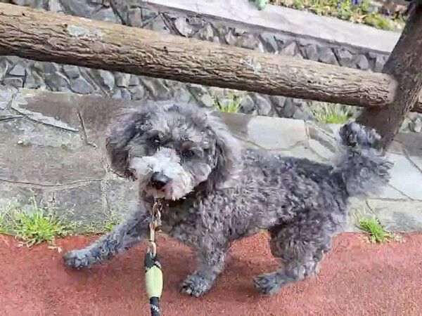 小型犬トイプードルペットシッター