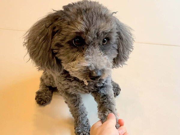 小型犬トイプードルペットシッター