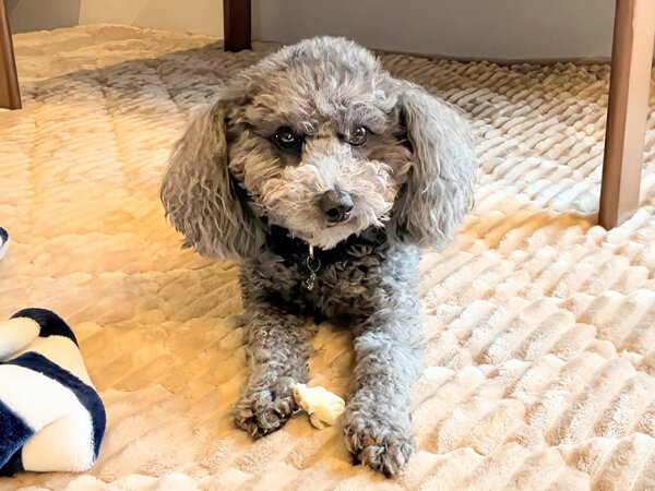 小型犬トイプードルペットシッター