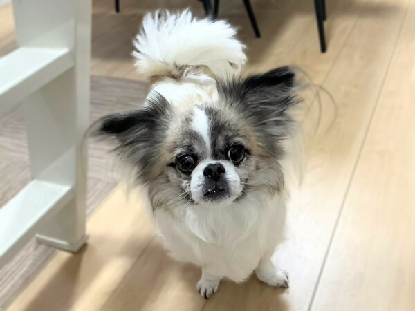 チワワ✕ペキニーズのMix犬ペットシッター