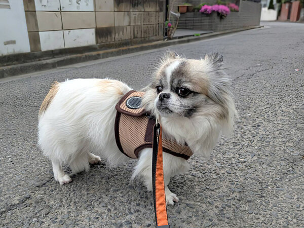 チワワ✕ペキニーズのMix犬ペットシッター