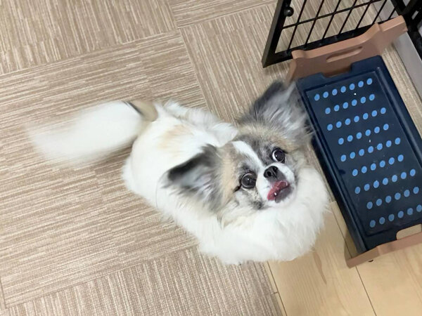 チワワ✕ペキニーズのMix犬ペットシッター