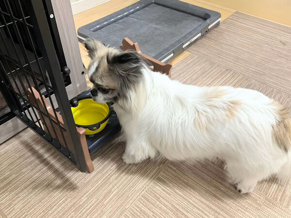 チワワ✕ペキニーズのMix犬ペットシッター