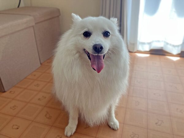 犬日本スピッツペットホテル