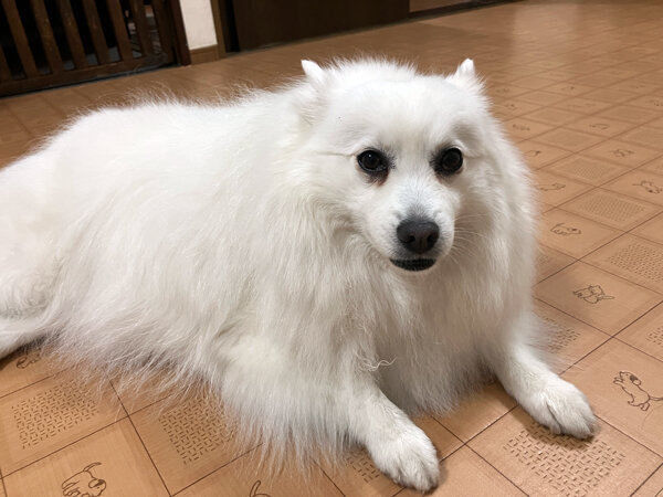 犬日本スピッツペットホテル