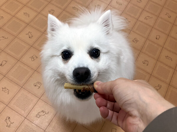 犬日本スピッツペットホテル