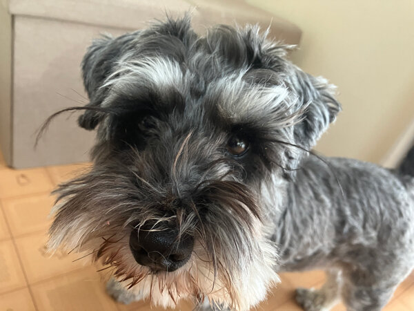 ミニチュアシュナウザー小型犬ペットホテル