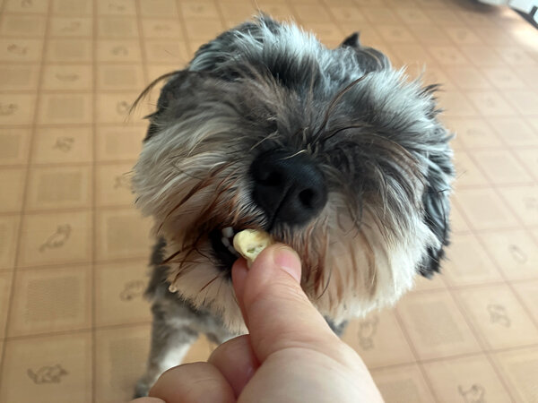 ミニチュアシュナウザー小型犬ペットホテル