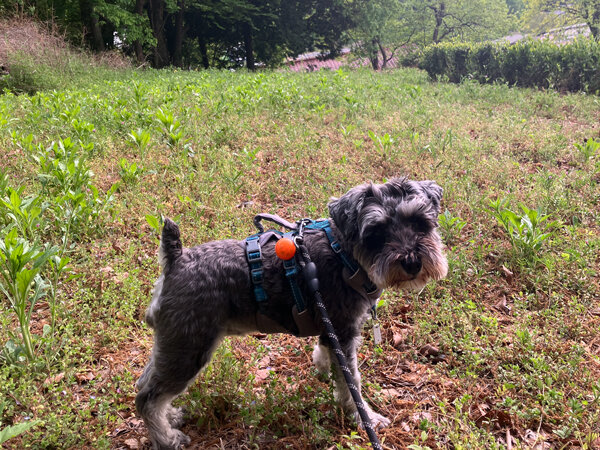 ミニチュアシュナウザー小型犬ペットホテル