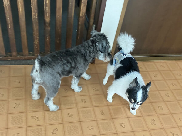 ミニチュアシュナウザー小型犬ペットホテル