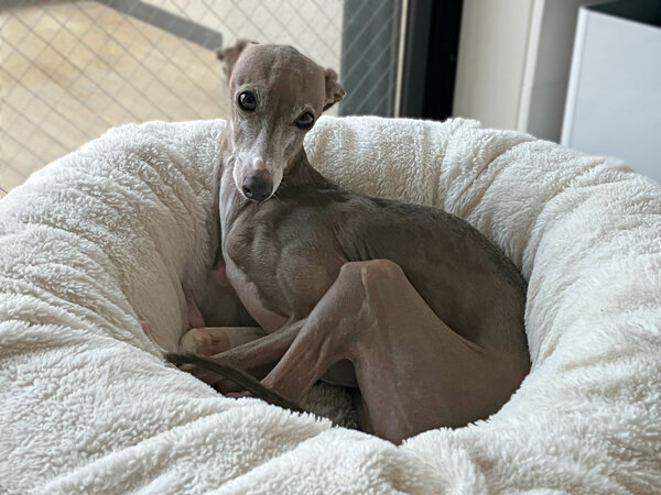 小型犬イタリアングレーハウンドペットシッター
