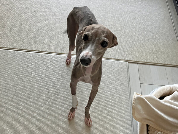 小型犬イタリアングレーハウンドペットシッター