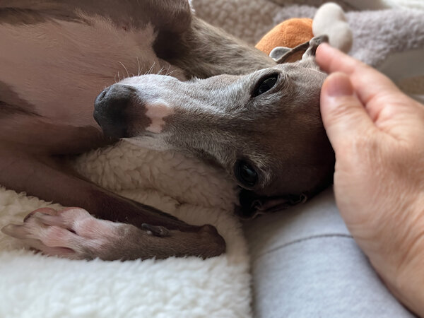 小型犬イタリアングレーハウンドペットシッター