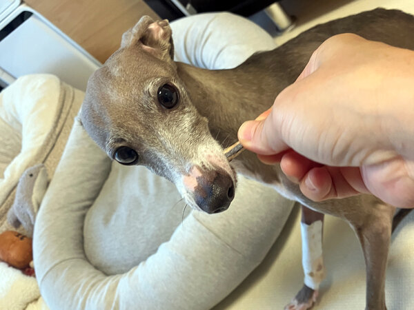 小型犬イタリアングレーハウンドペットシッター