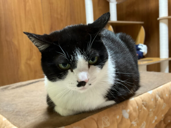 猫ペットシッター