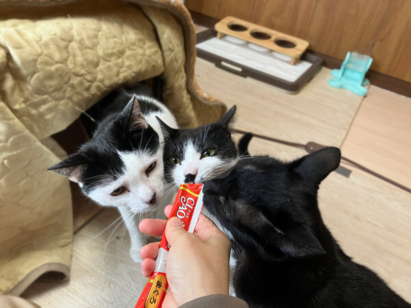 猫ペットシッター