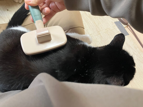 猫ペットシッター