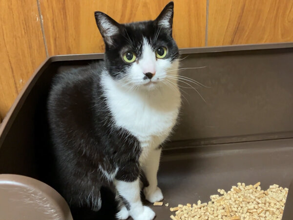 猫ペットシッター