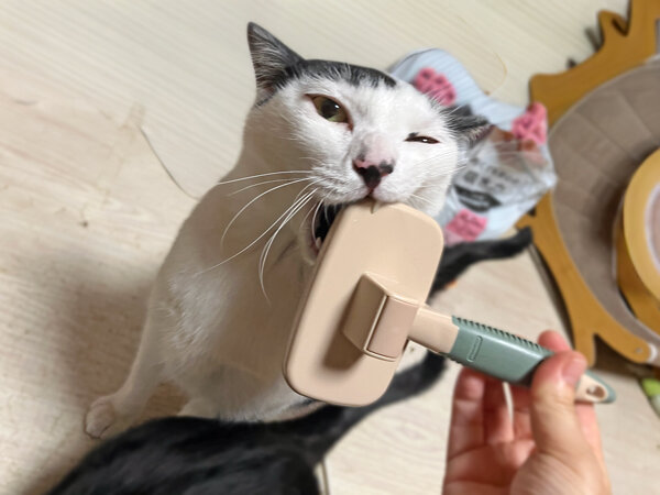 猫ペットシッター