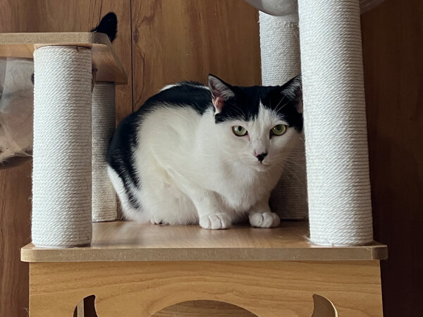 猫ペットシッター