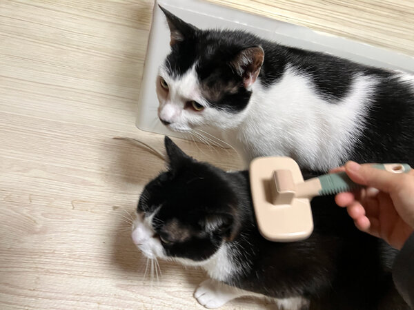 猫ペットシッター