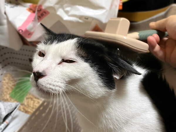 猫ペットシッター