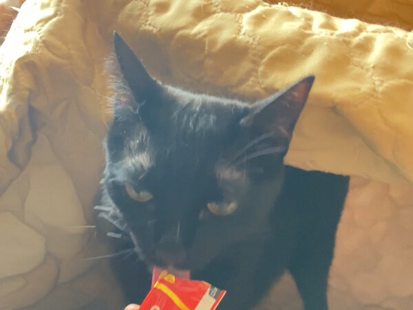 猫ペットシッター