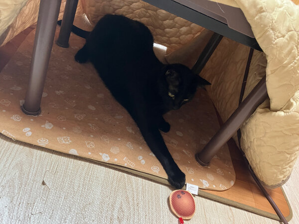 猫ペットシッター