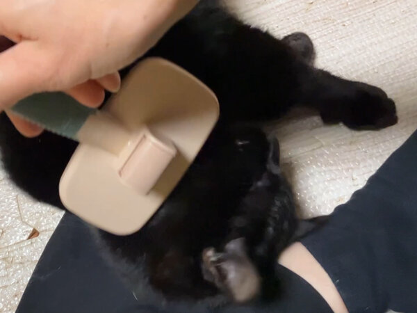 猫ペットシッター