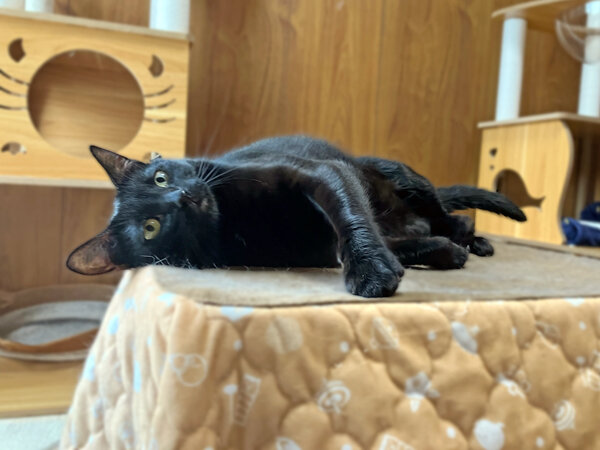 猫ペットシッター