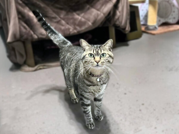 猫ペットシッター