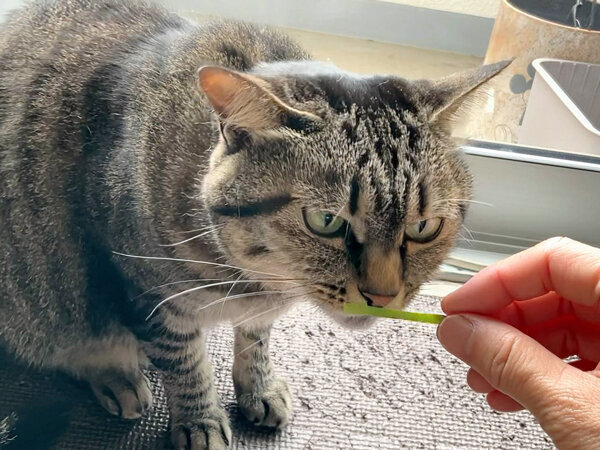 猫ペットシッター