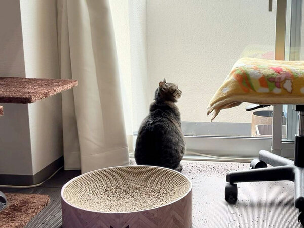 猫ペットシッター