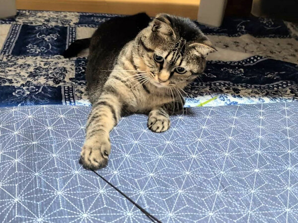 猫ペットシッター