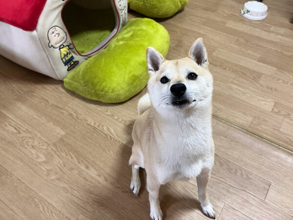 小型犬豆柴ペットシッター