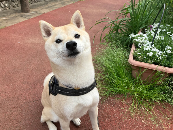 小型犬豆柴ペットシッター