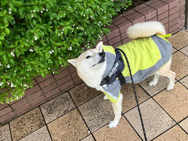 小型犬豆柴ペットシッター