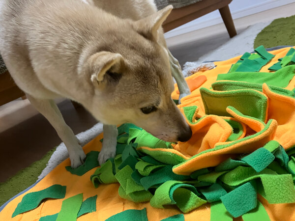 小型犬豆柴ペットシッター